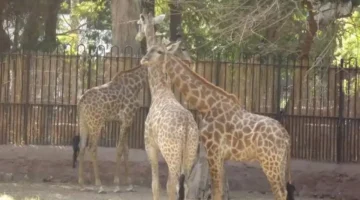 موعد الافتتاح.. متى تستقبل حديقة حيوان الجيزة الزوار بعد انتهاء التطوير؟